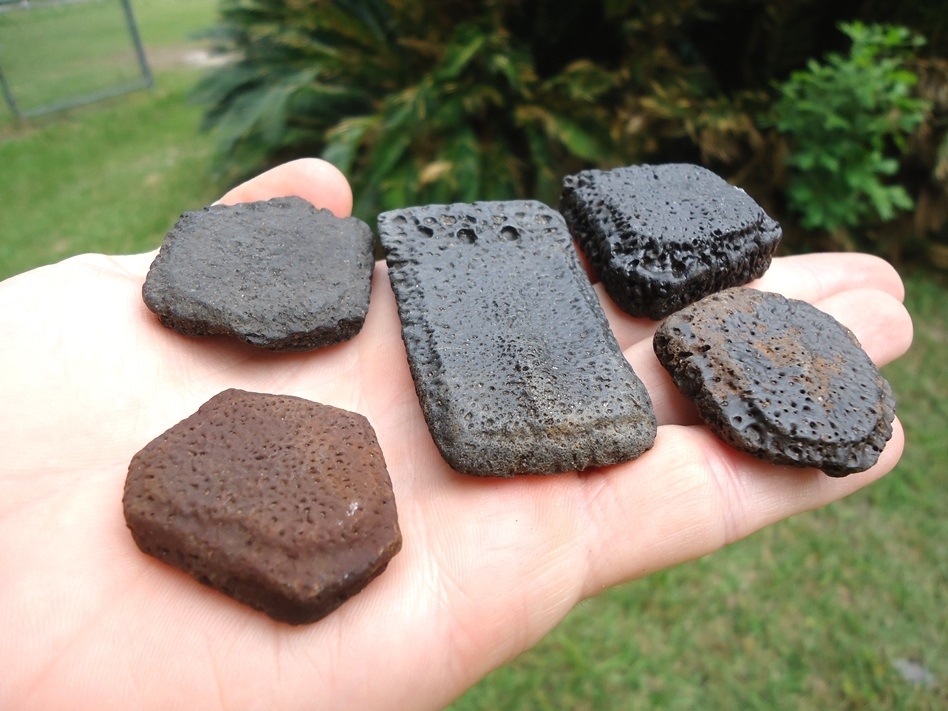 Large image 1 Five Choice Giant Armadillo Scutes