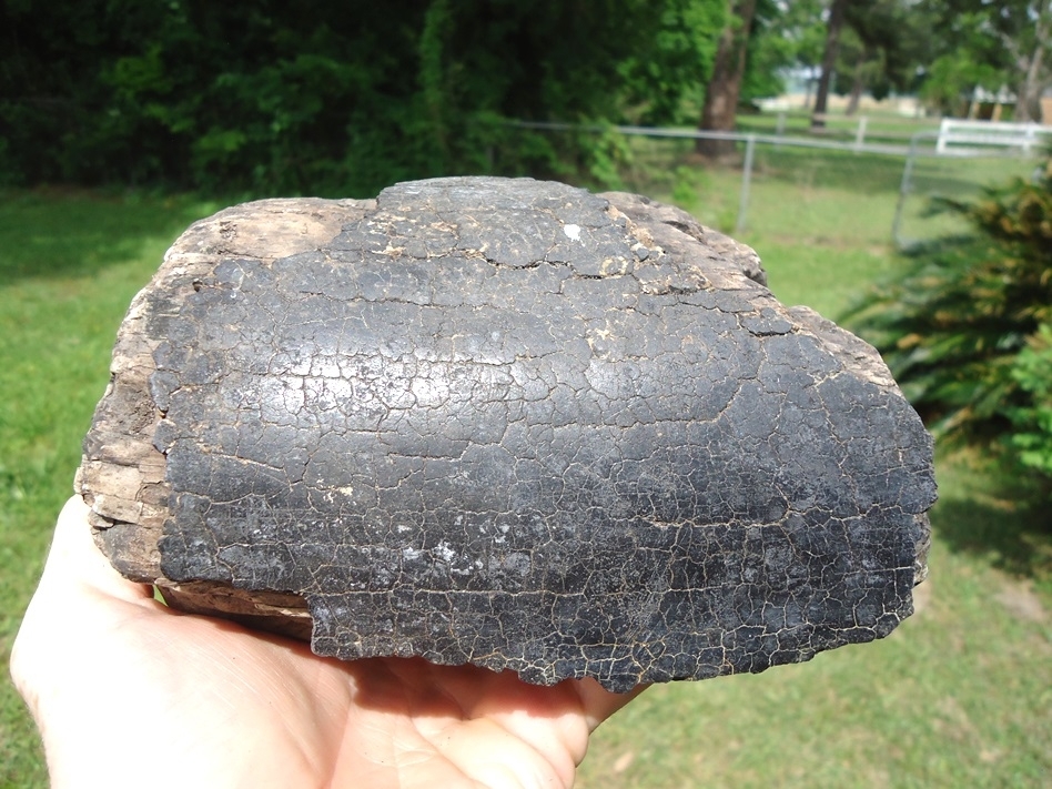 Large image 1 Huge 2lb 13.1oz Chunk of Mammoth Tusk