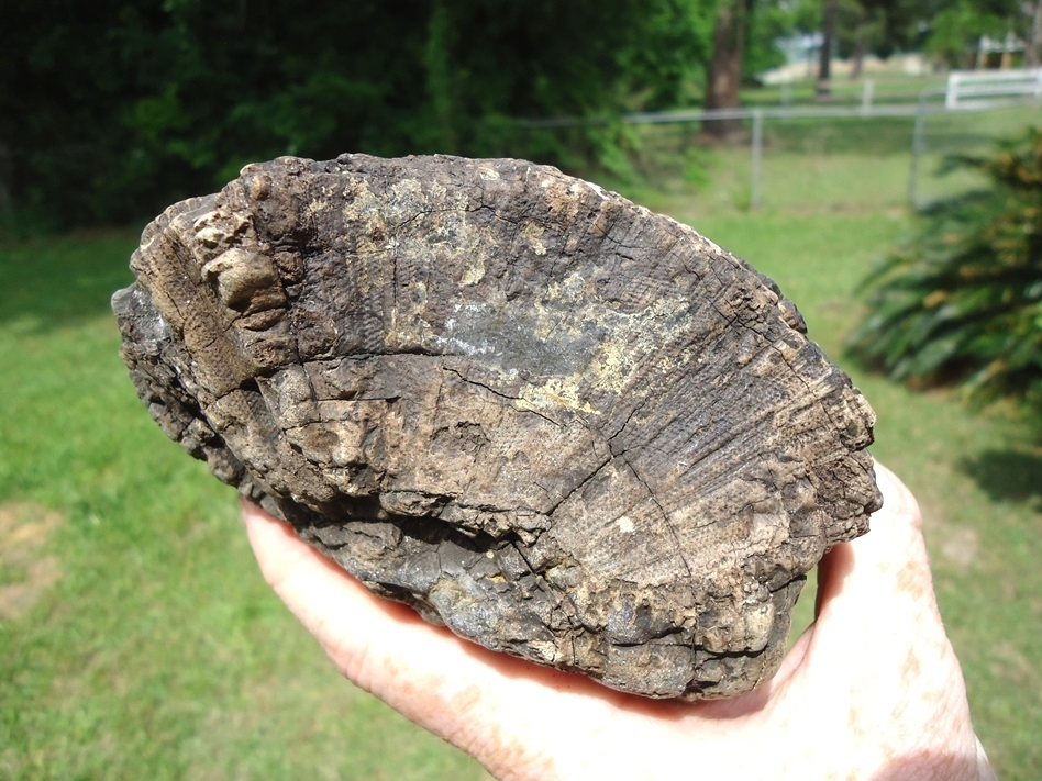 Large image 2 Huge 2lb 13.1oz Chunk of Mammoth Tusk