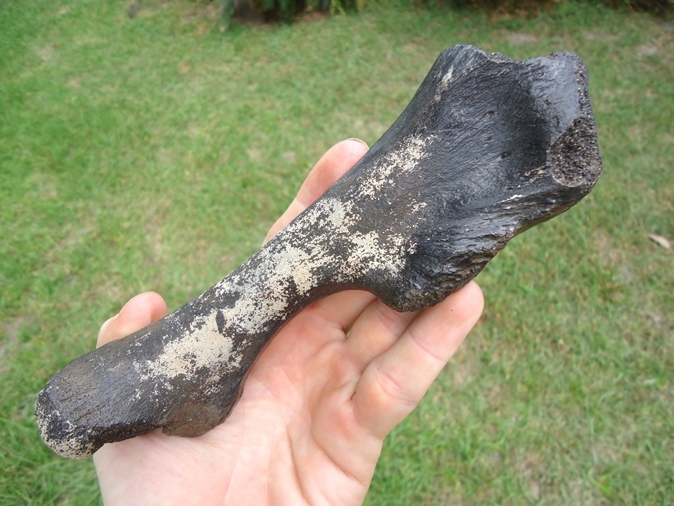 Large image 3 Rare Giant Tortoise Radius
