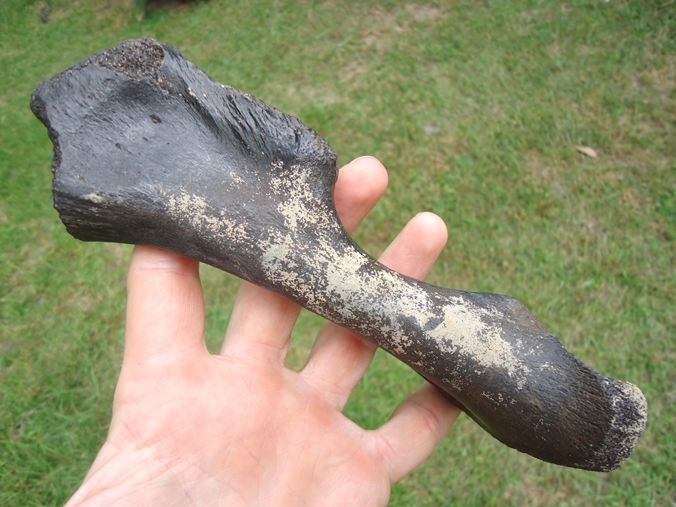 Large image 1 Rare Giant Tortoise Radius