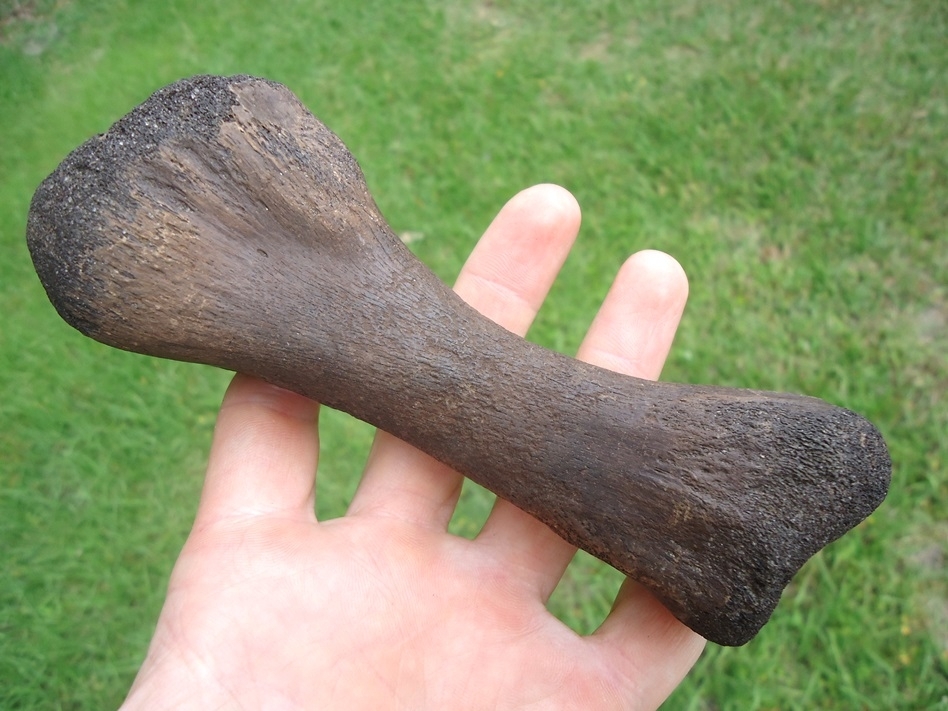 Large image 1 Rare Giant Tortoise Tibia