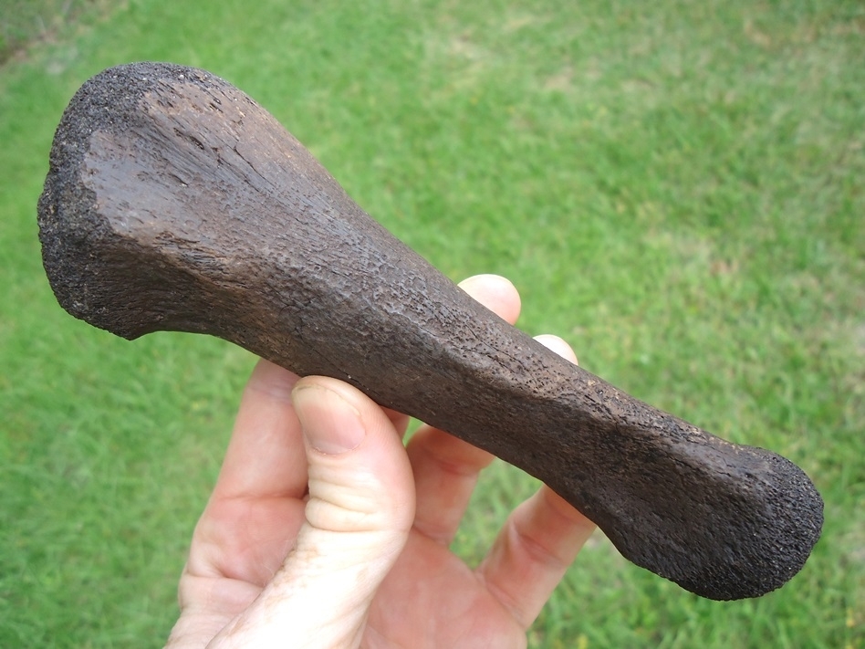 Large image 2 Rare Giant Tortoise Tibia