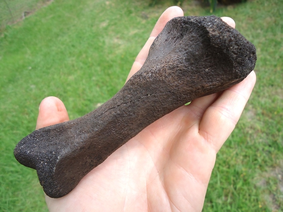 Large image 3 Rare Giant Tortoise Tibia
