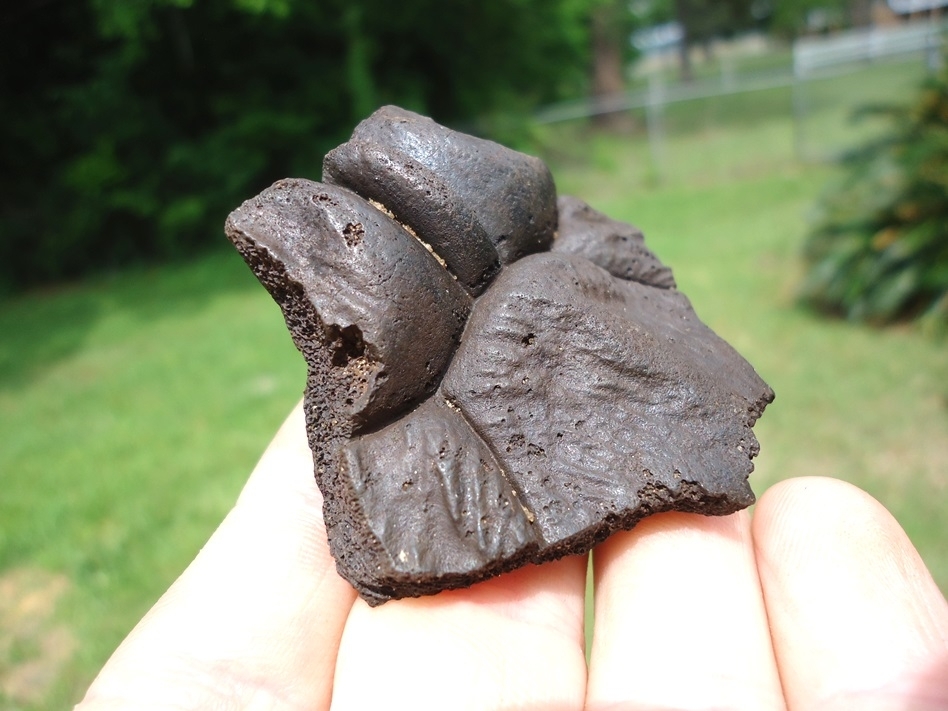 Large image 1 High Quality Turtle Nuchal Scute