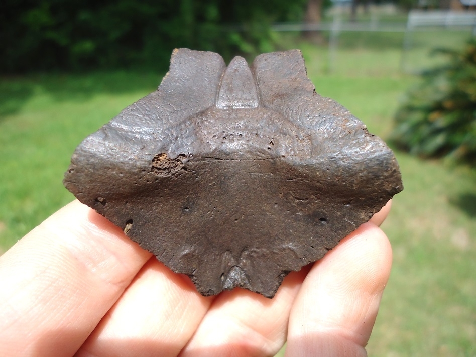 Large image 2 High Quality Turtle Nuchal Scute