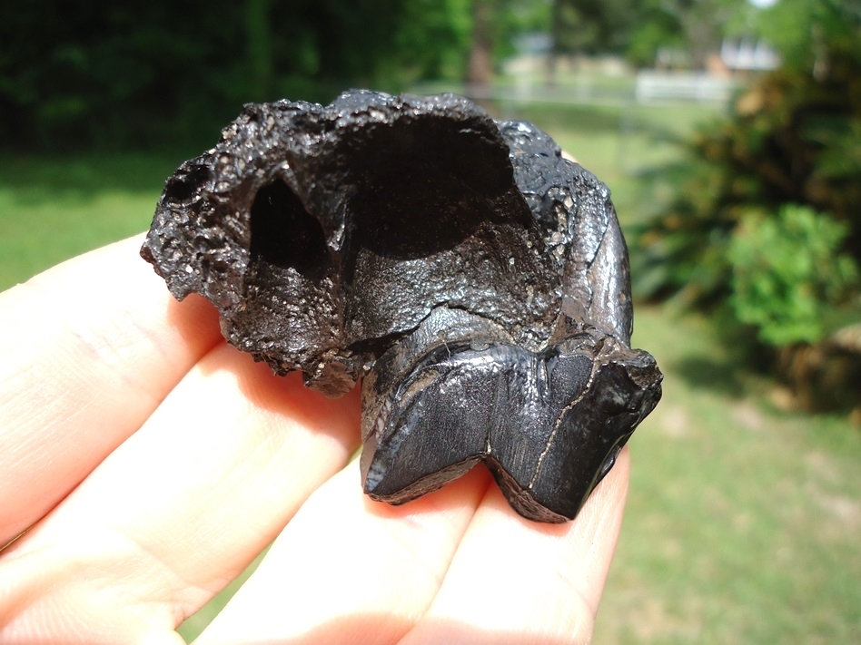 Large image 1 Gorgeous Glossy Dire Wolf Carnassial in Maxilla