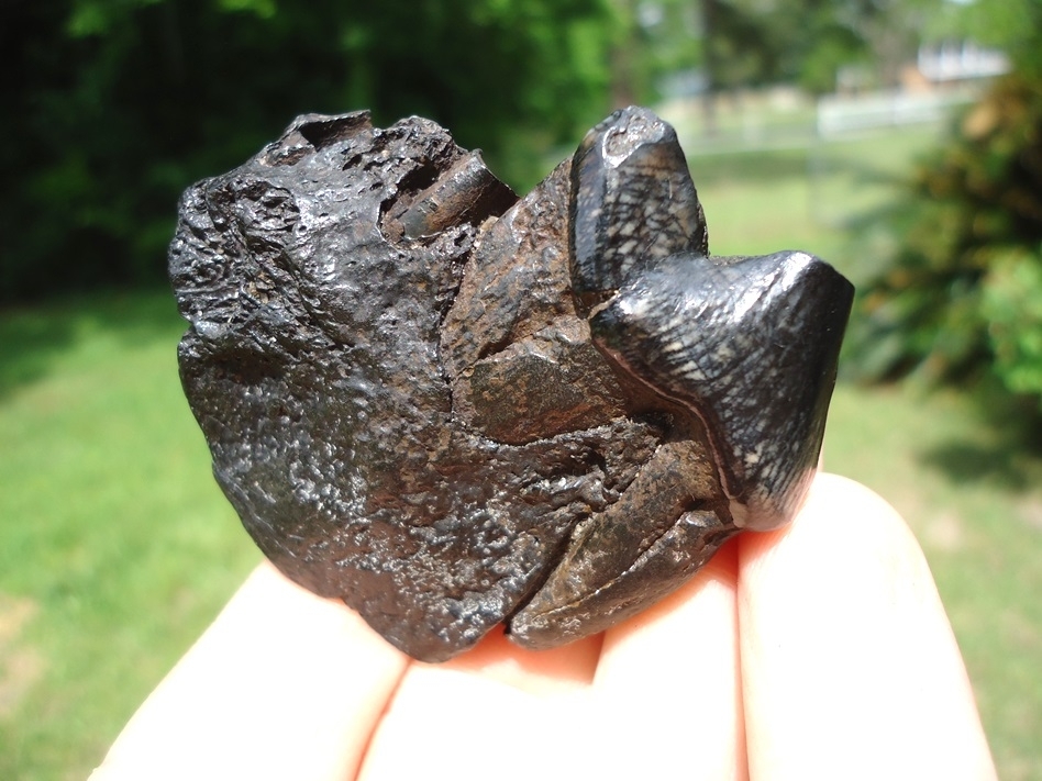 Large image 2 Gorgeous Glossy Dire Wolf Carnassial in Maxilla