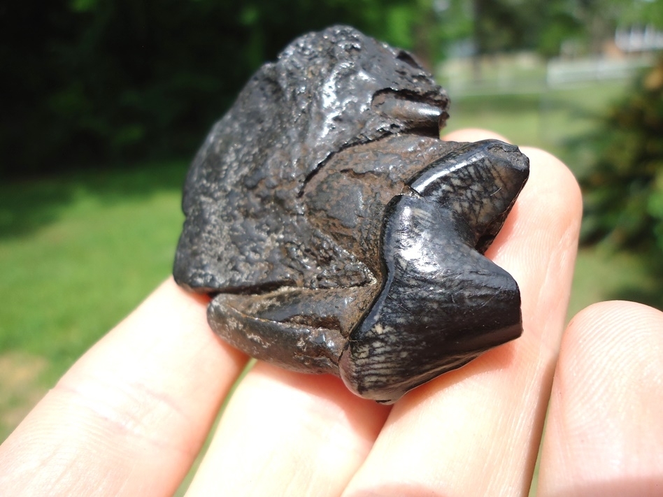 Large image 3 Gorgeous Glossy Dire Wolf Carnassial in Maxilla