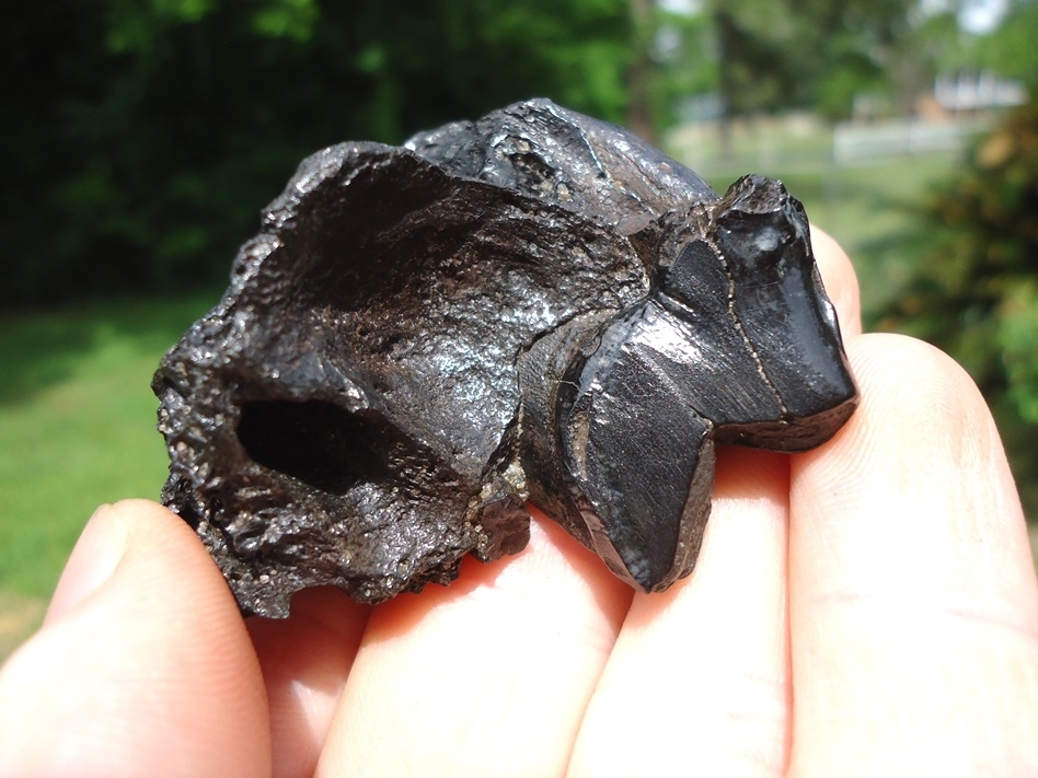 Large image 4 Gorgeous Glossy Dire Wolf Carnassial in Maxilla