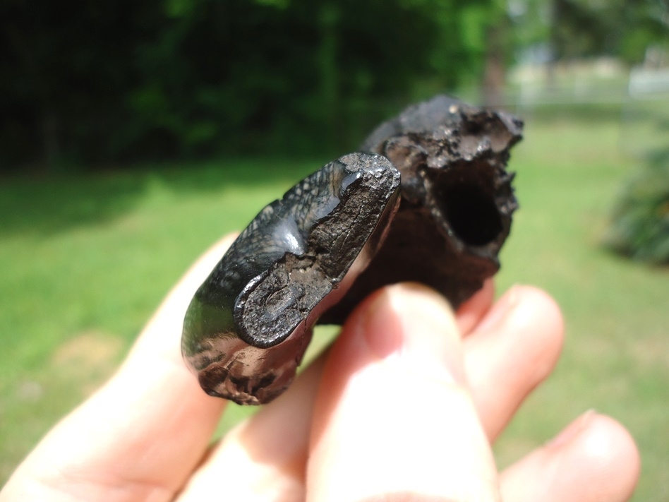 Large image 5 Gorgeous Glossy Dire Wolf Carnassial in Maxilla
