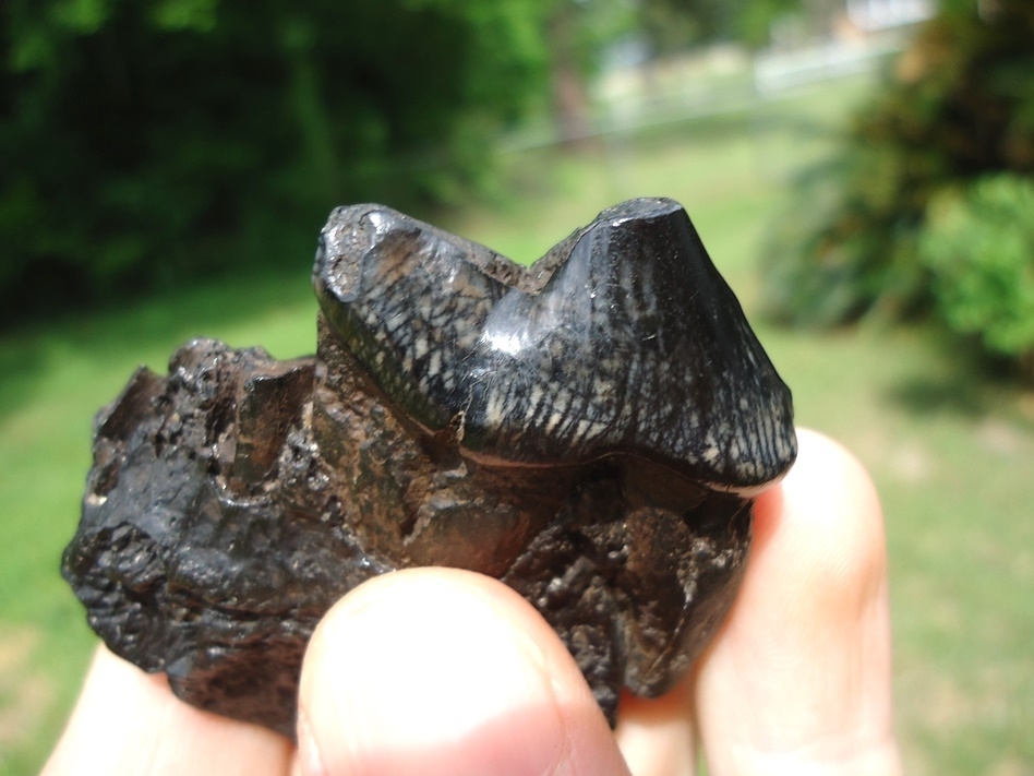 Large image 6 Gorgeous Glossy Dire Wolf Carnassial in Maxilla