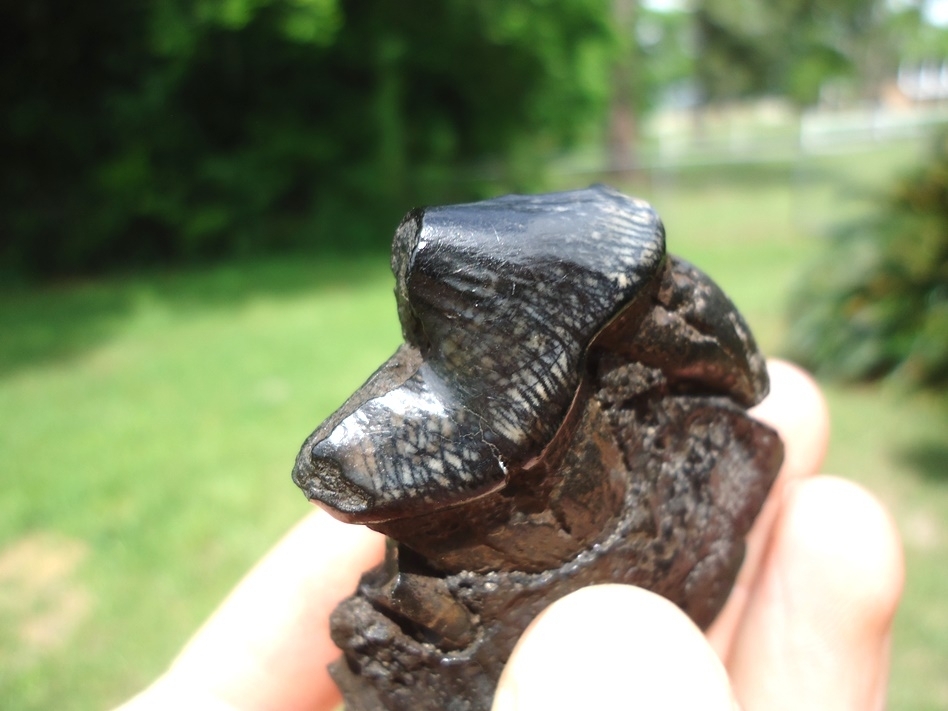 Large image 7 Gorgeous Glossy Dire Wolf Carnassial in Maxilla