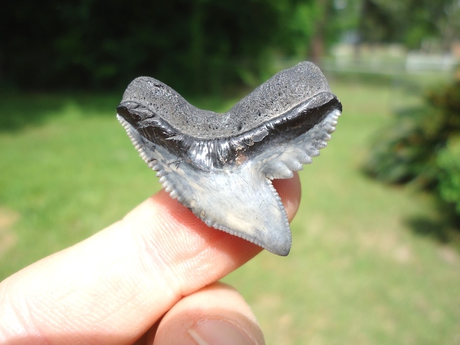 Large image 1 XL 1.19' Tiger Shark Tooth