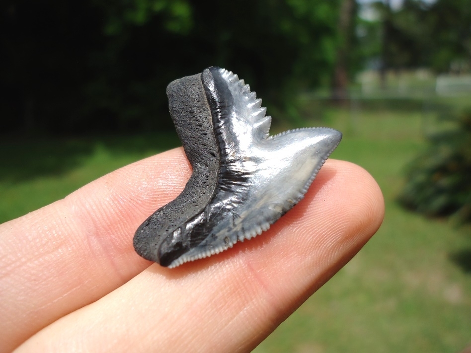 Large image 2 XL 1.19' Tiger Shark Tooth