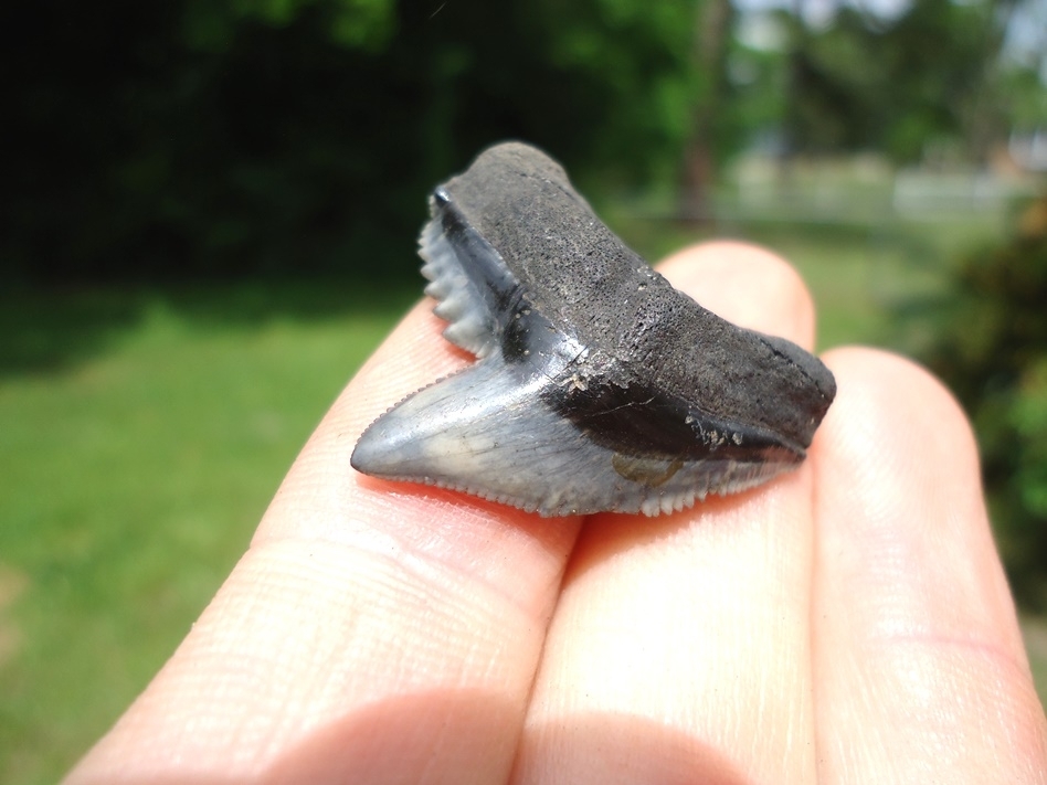 Large image 3 XL 1.19' Tiger Shark Tooth