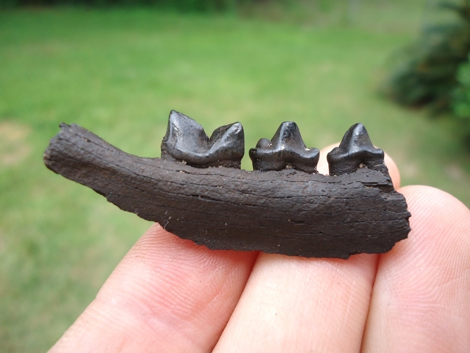 Large image 1 Excellent Bobcat Mandible with Three Teeth