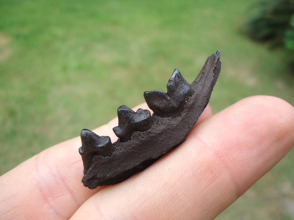 Large image 3 Excellent Bobcat Mandible with Three Teeth