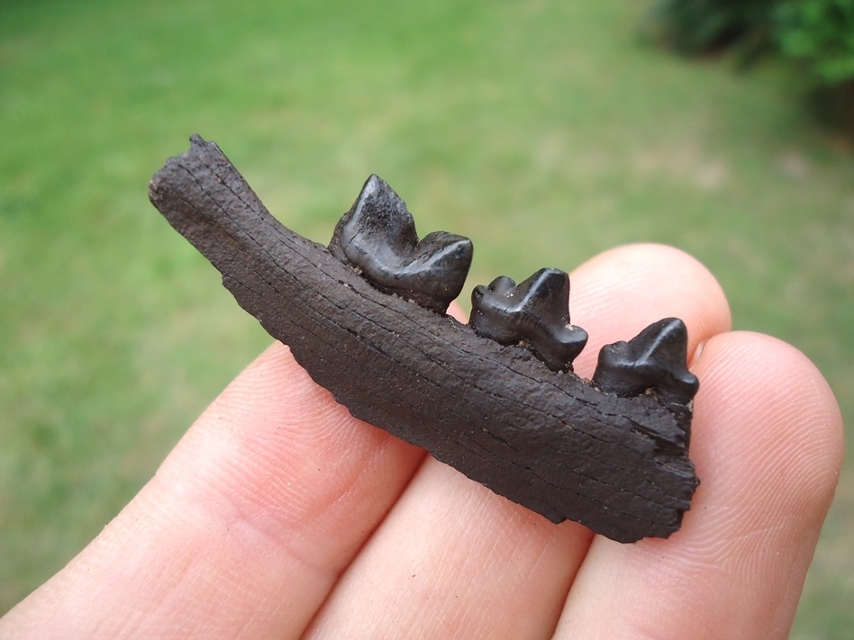 Large image 4 Excellent Bobcat Mandible with Three Teeth
