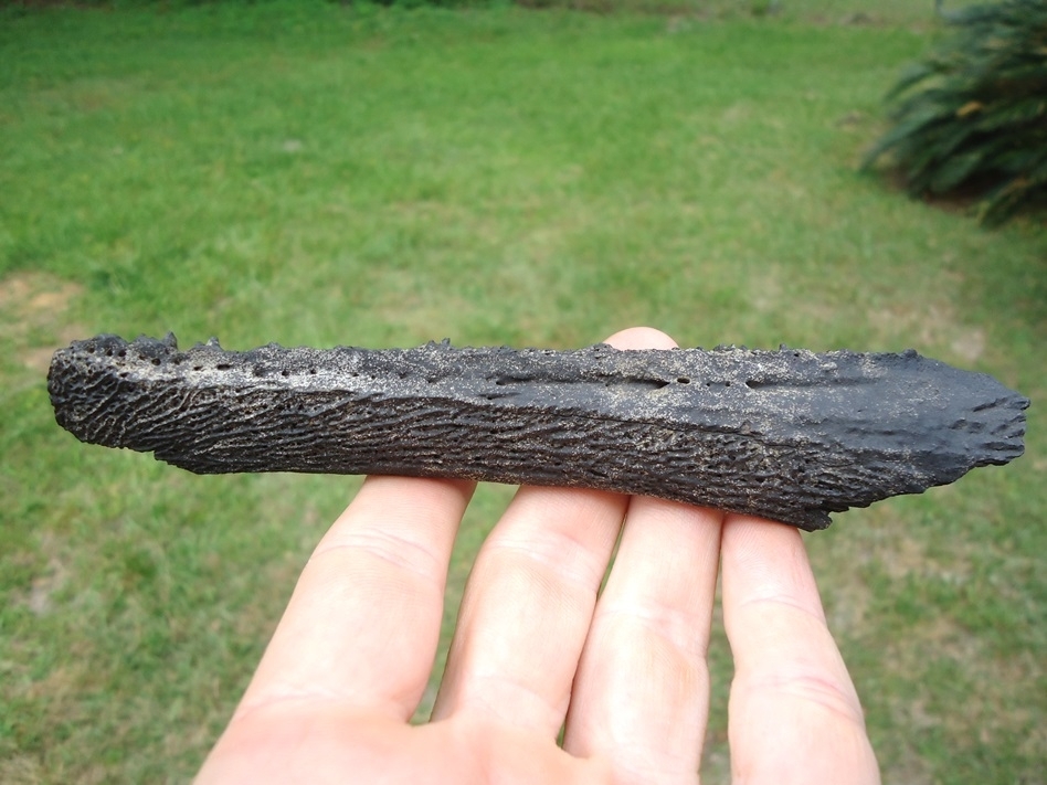 Large image 1 Huge Section of Alligator Gar Mandible