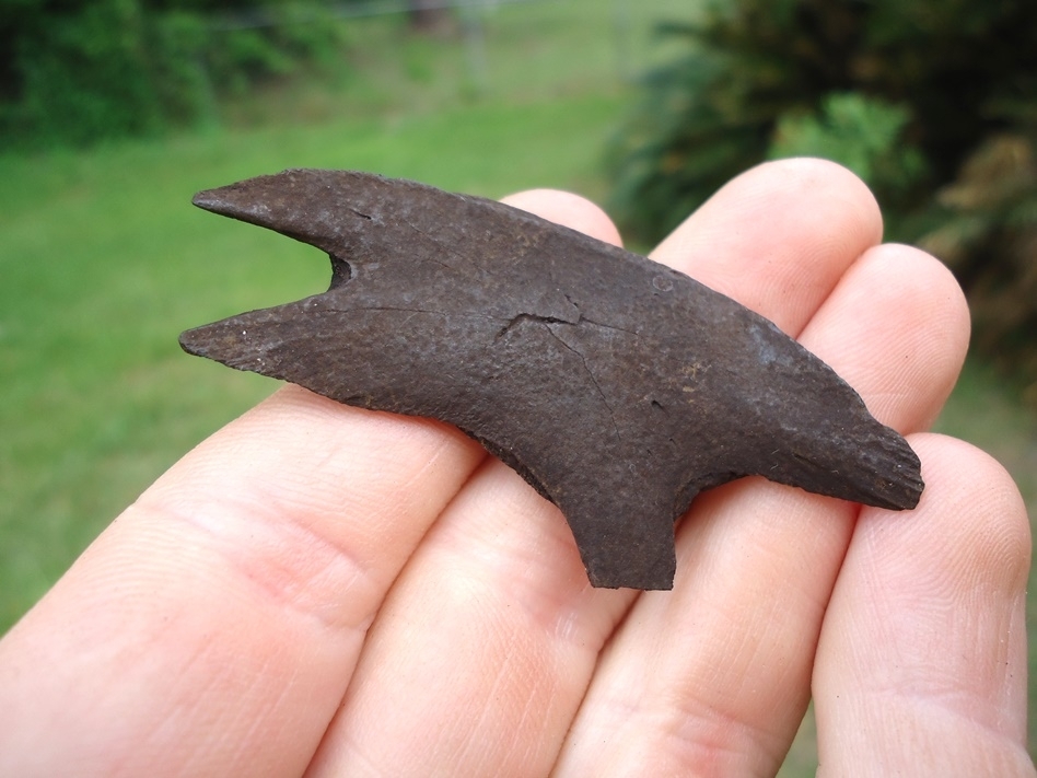 Large image 1 Tiny Soft-Shelled Turtle Plastron