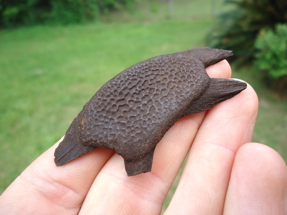 Large image 2 Tiny Soft-Shelled Turtle Plastron
