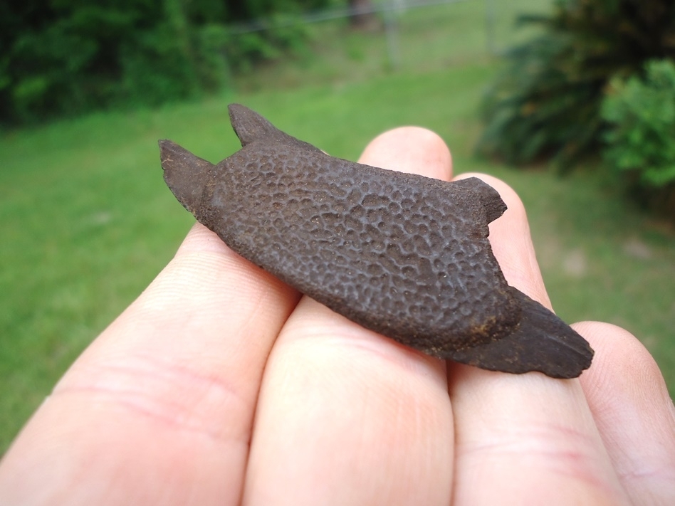 Large image 3 Tiny Soft-Shelled Turtle Plastron