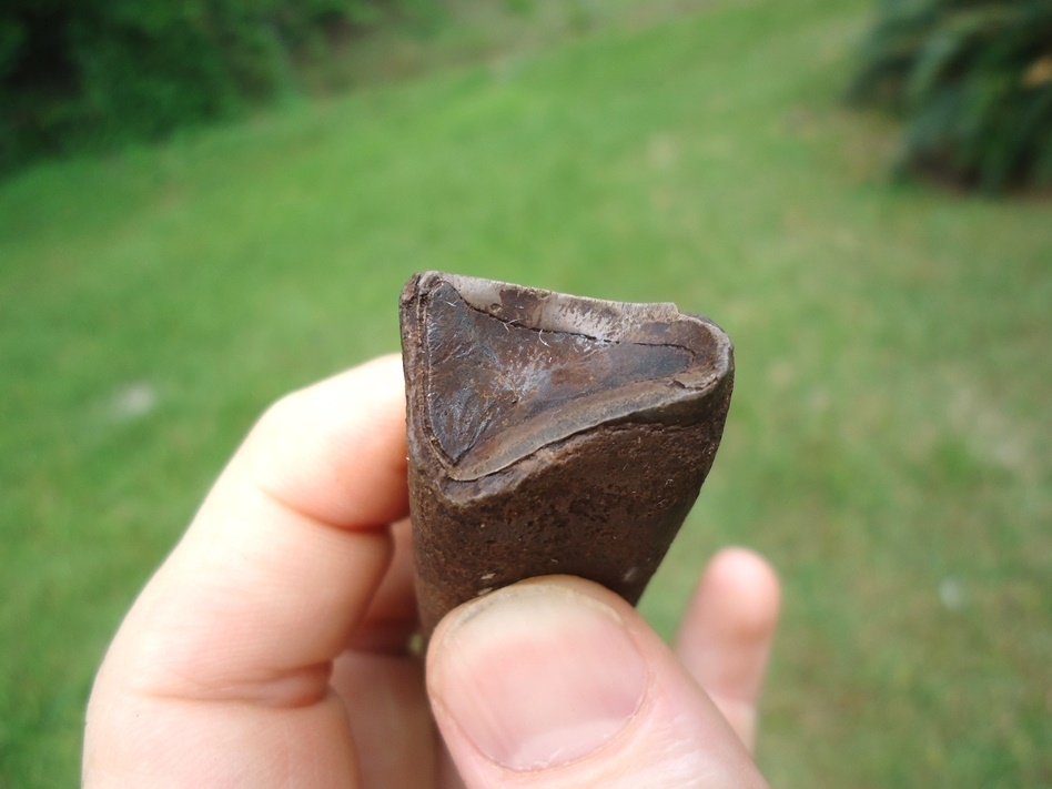 Large image 2 Excellent Megalonyx Sloth Tooth