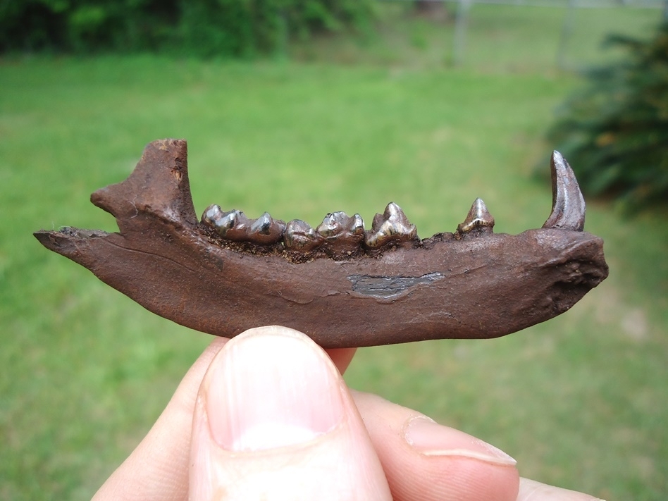 Large image 1 Excellent Raccoon Mandible with Five Teeth