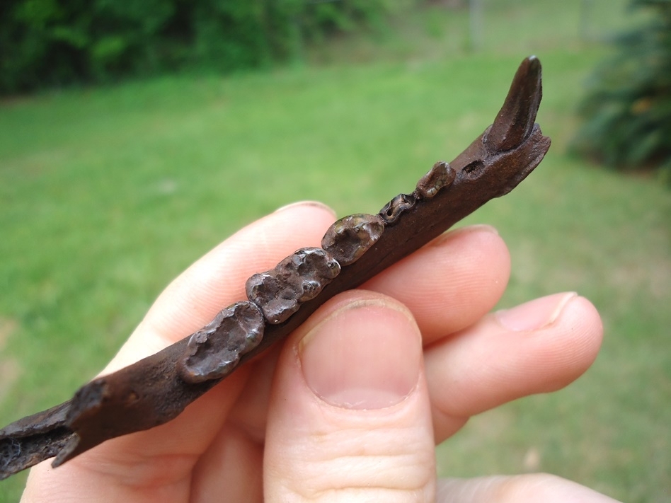 Large image 2 Excellent Raccoon Mandible with Five Teeth