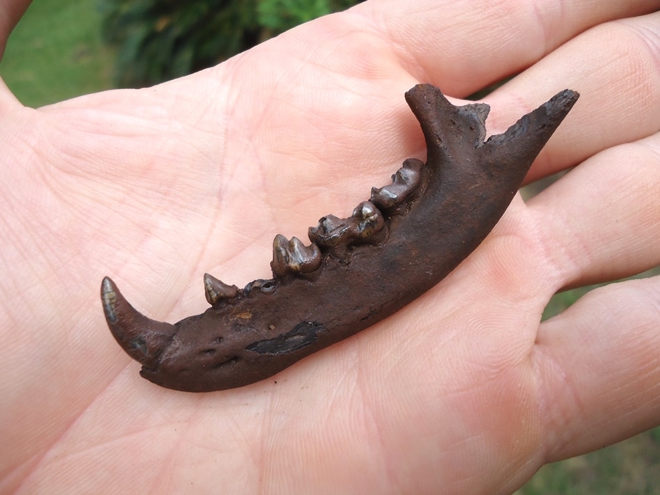 Large image 3 Excellent Raccoon Mandible with Five Teeth