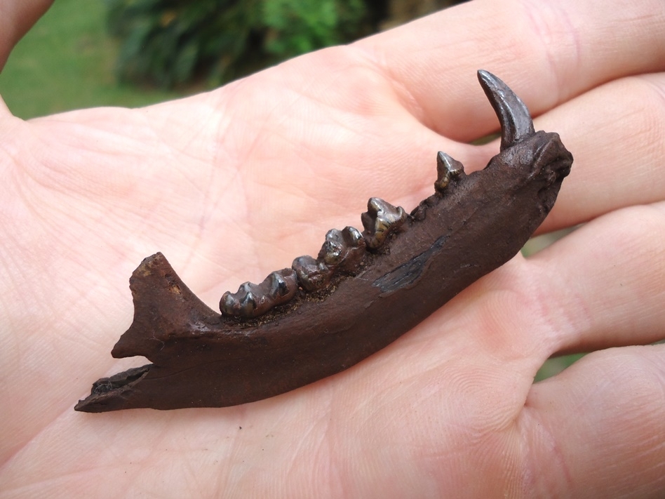 Large image 4 Excellent Raccoon Mandible with Five Teeth