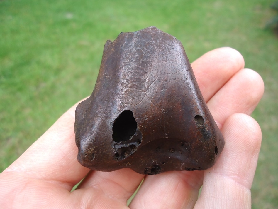 Large image 1 Beyond Rare Asphalt Stork Humerus