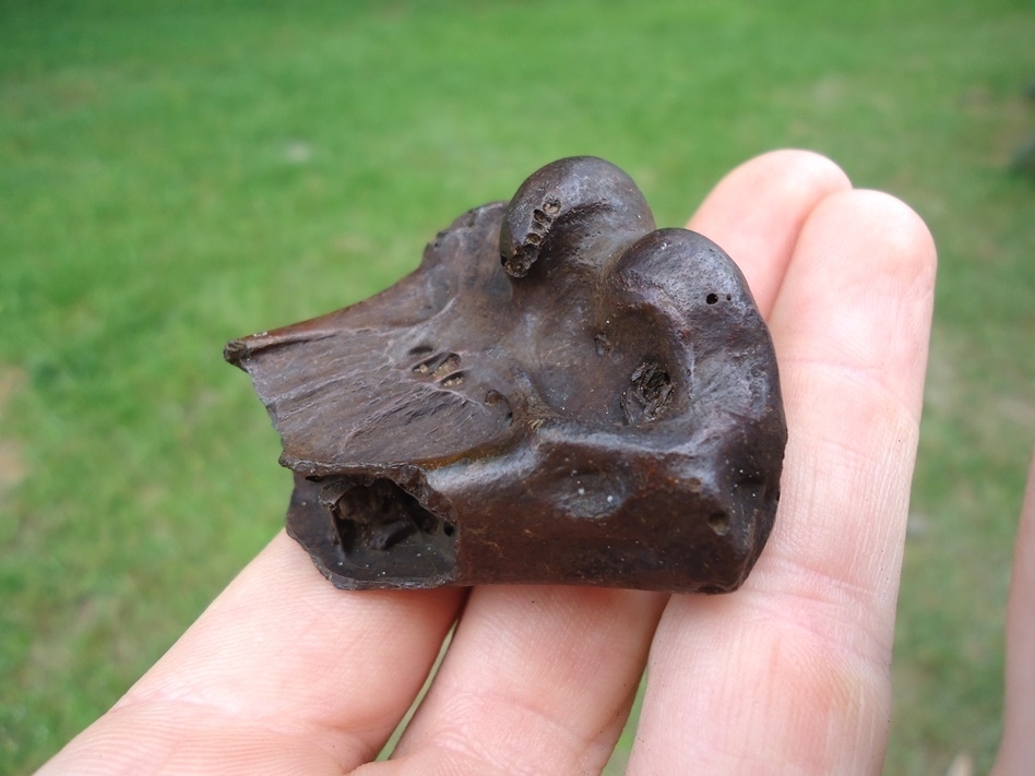 Large image 3 Beyond Rare Asphalt Stork Humerus