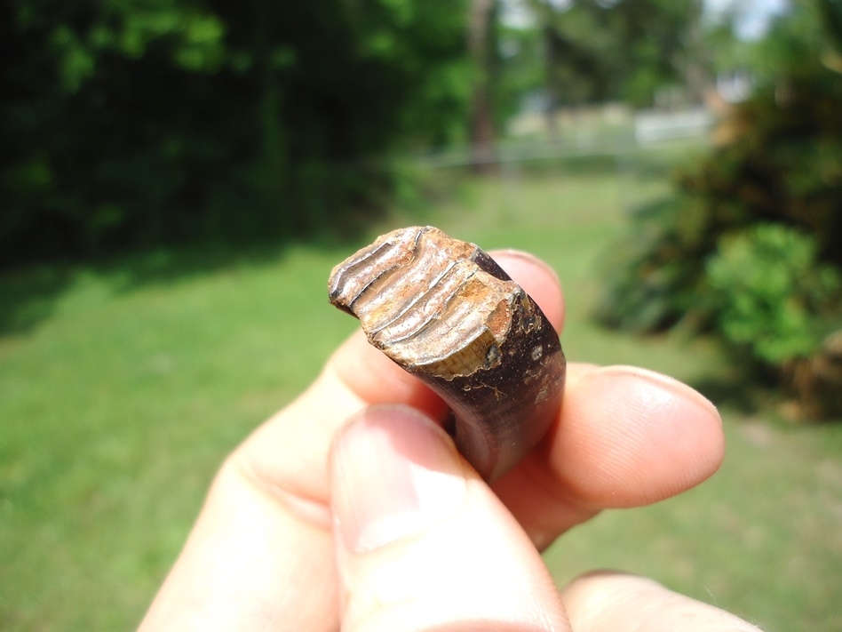 Large image 3 Unique Colorful Giant Beaver Molar