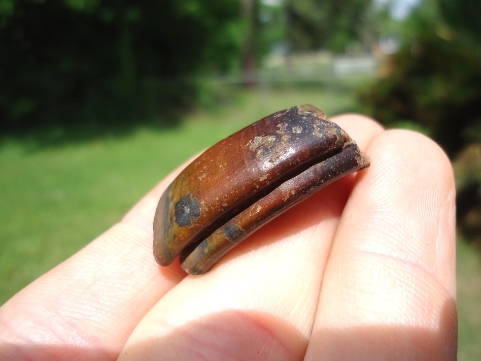 Large image 4 Unique Colorful Giant Beaver Molar