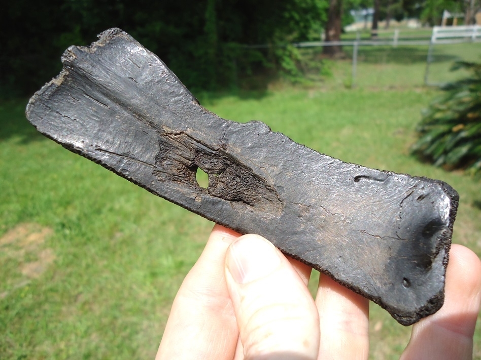 Large image 1 Section of Turtle Shell with Clear Bite Mark