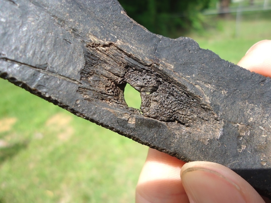 Large image 2 Section of Turtle Shell with Clear Bite Mark