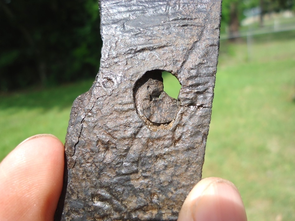 Large image 3 Section of Turtle Shell with Clear Bite Mark