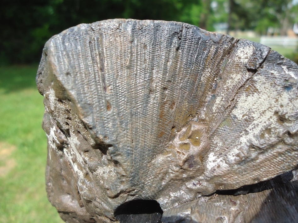Large image 4 Excellent Fully Round 3lb Mastodon Tusk Section