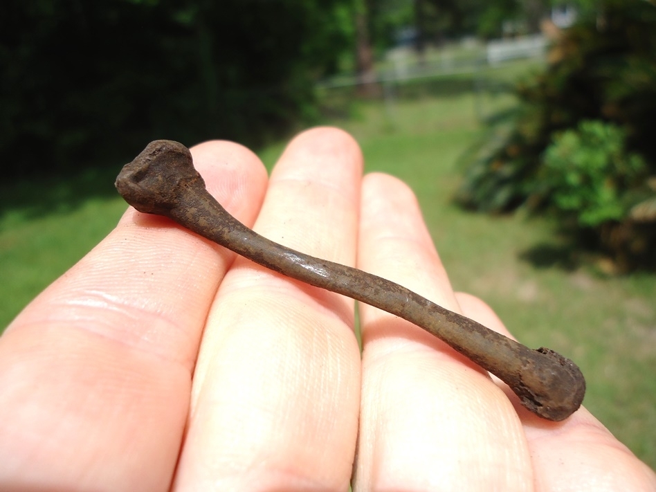 Large image 1 Uncommon Bull Frog Tibia Fibula