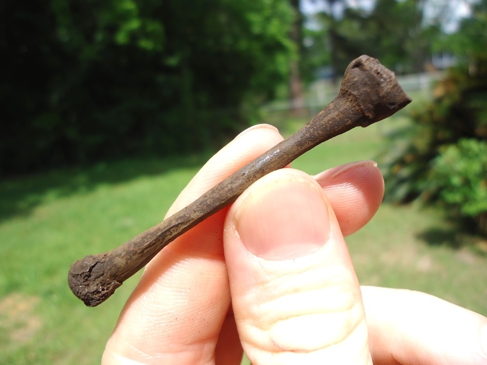 Large image 2 Uncommon Bull Frog Tibia Fibula
