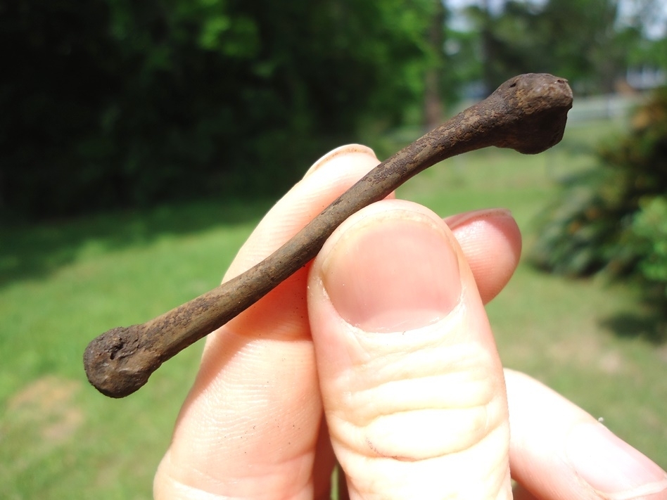 Large image 3 Uncommon Bull Frog Tibia Fibula
