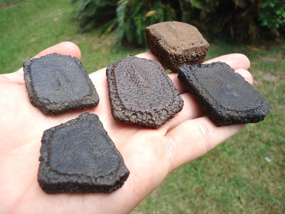 Large image 1 Five Choice Giant Armadillo Scutes