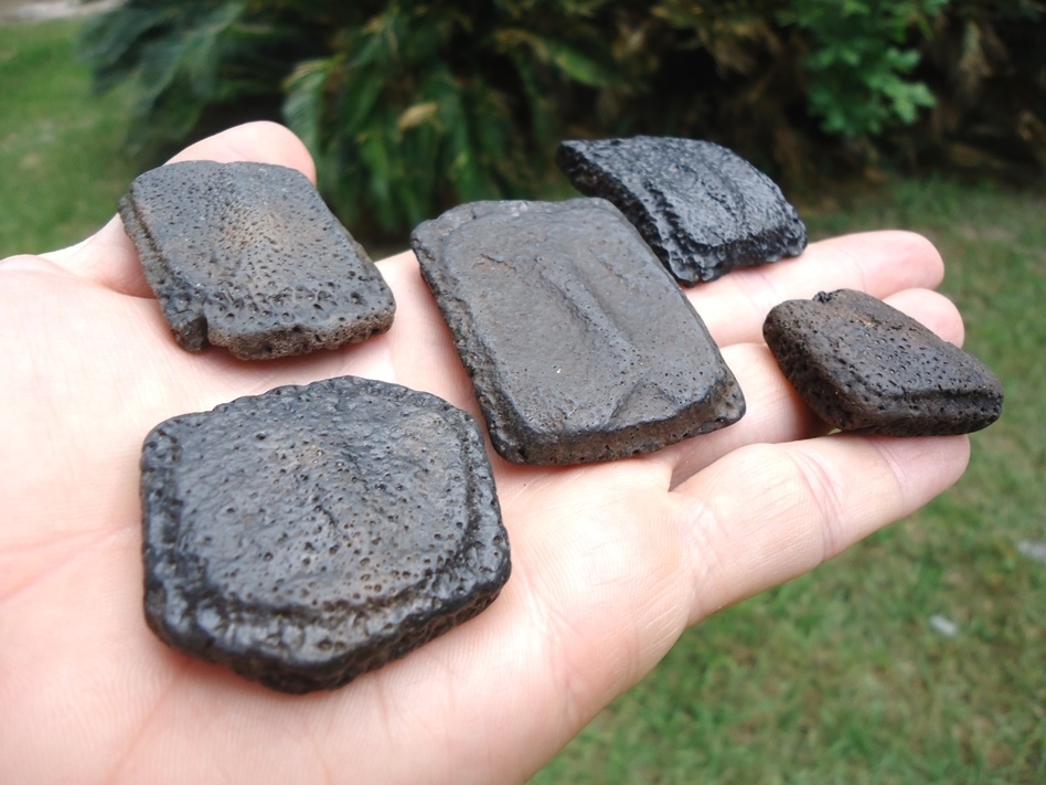 Large image 1 Five Choice Giant Armadillo Scutes