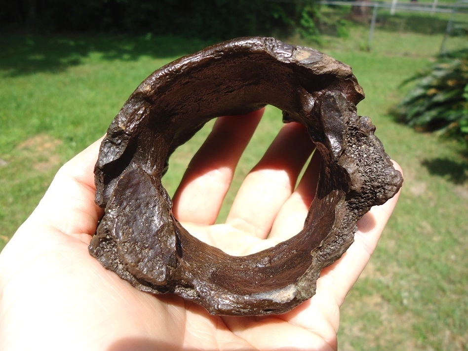 Large image 1 Very Uncommon Megalonyx Sloth Atlas Vertebra