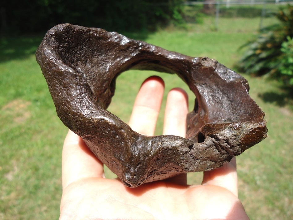 Large image 2 Very Uncommon Megalonyx Sloth Atlas Vertebra