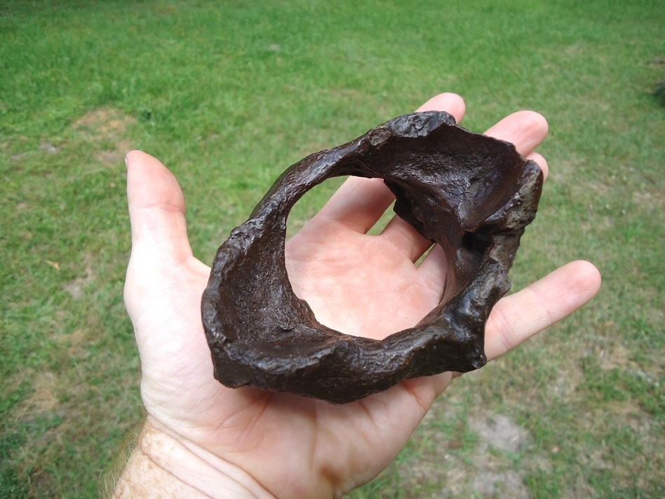 Large image 4 Very Uncommon Megalonyx Sloth Atlas Vertebra
