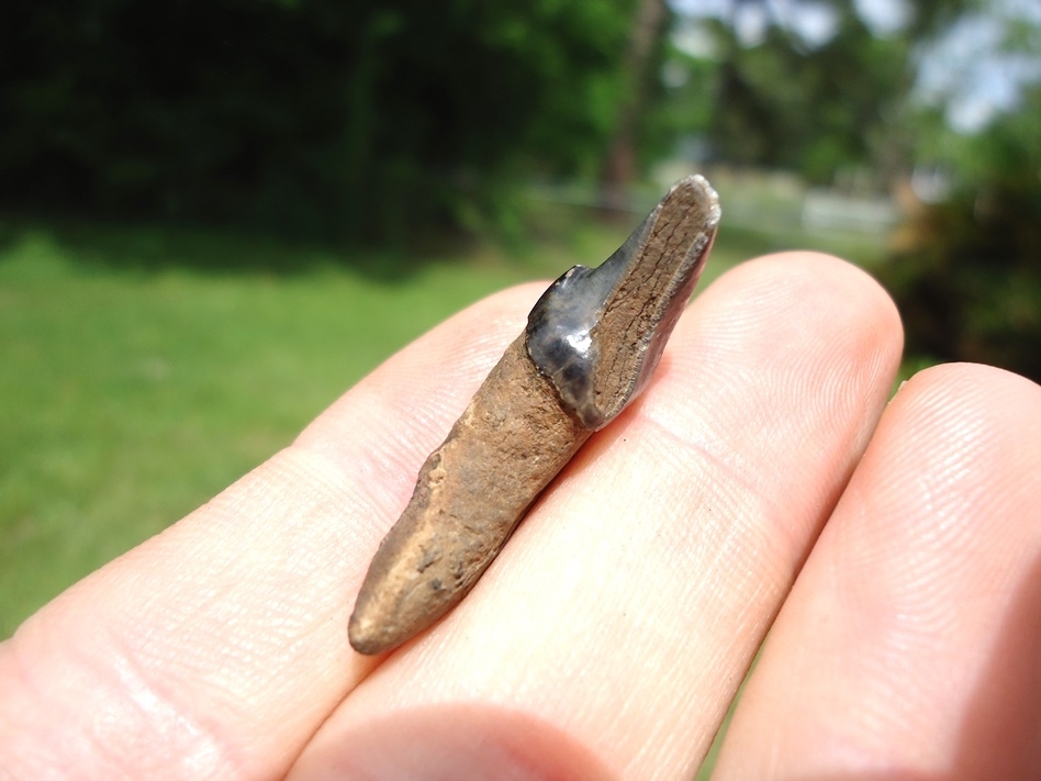 Large image 2 Exceptional Dire Wolf Incisor