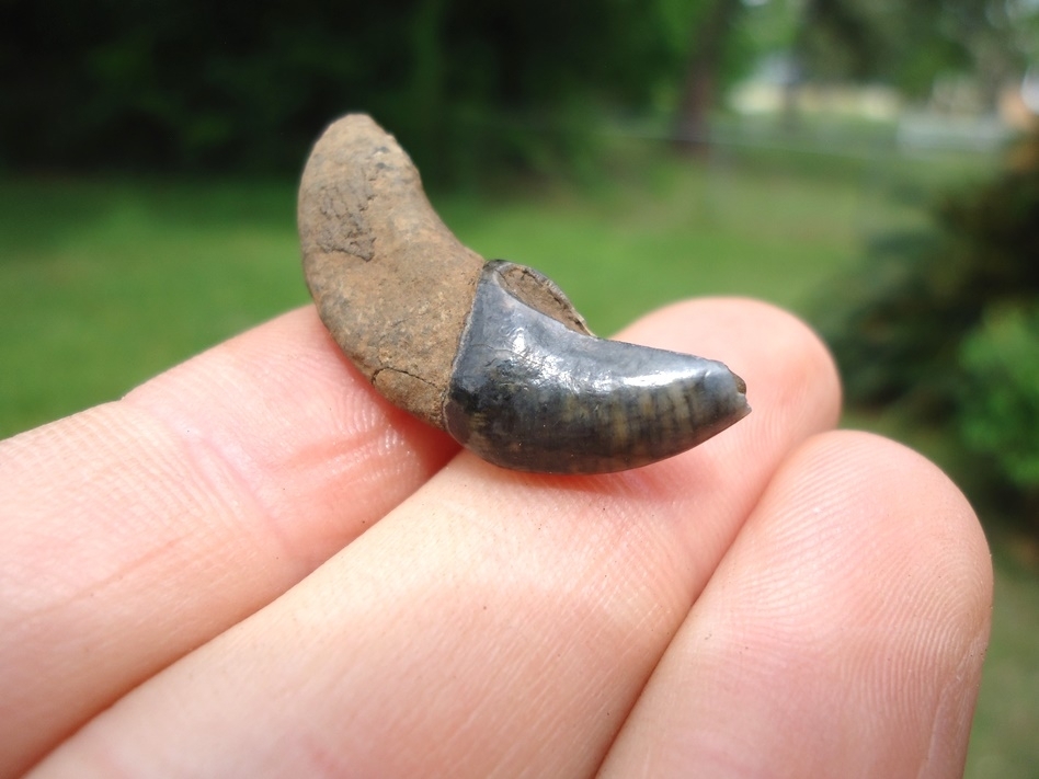 Large image 3 Exceptional Dire Wolf Incisor